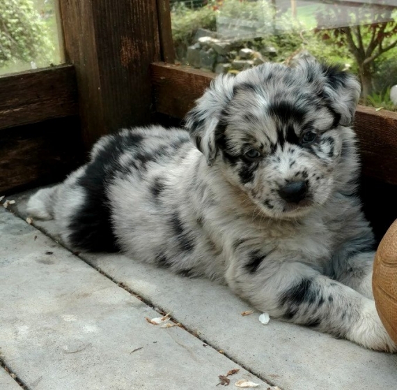  Regalo adorabili cuccioli pastore australiano