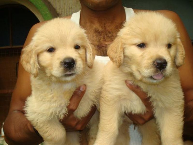 Cuccioli di Golden retriever ( gratis )