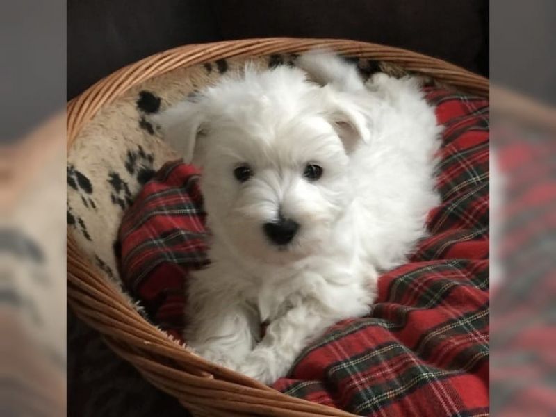 Cuccioli di West highland per adozione ( maschio e femmina )