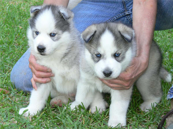  regalo cuccioli di Sibarian Husky disponibili per l'adozione