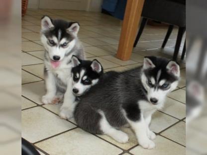  RE.GA.LO cuccioli Siberian Husky uno Maschio e Femmina,,,,,,,,,,   RE.GA.LO cuccioli Siberian Husky