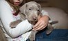 Cuccioli Weimaraner AKC registrati  Cuccioli Weimaraner AKC registrati
