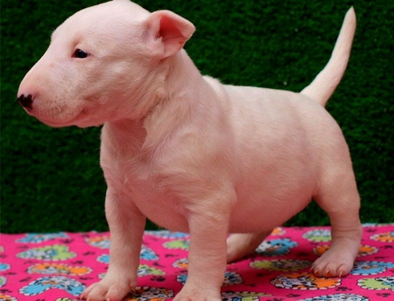  Regalo Cucciolo di Bull terrier in pronta consegna i cuccioli verranno Dato dopo 90 giorni dalla na