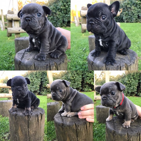 REGALO Cuccioli di Bulldog Francese