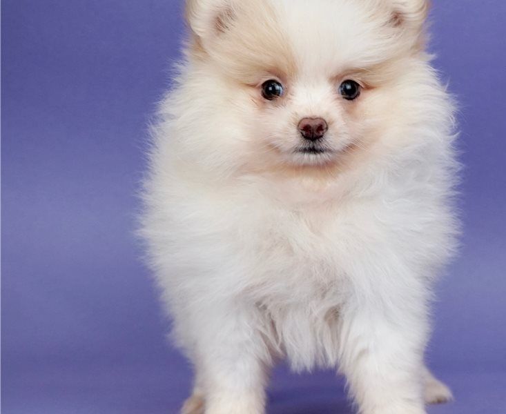 Regalo Cuccioli di volpino di pomerania