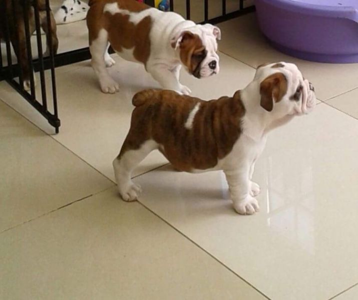 Regalo Bulldog inglese cuccioli disponibili