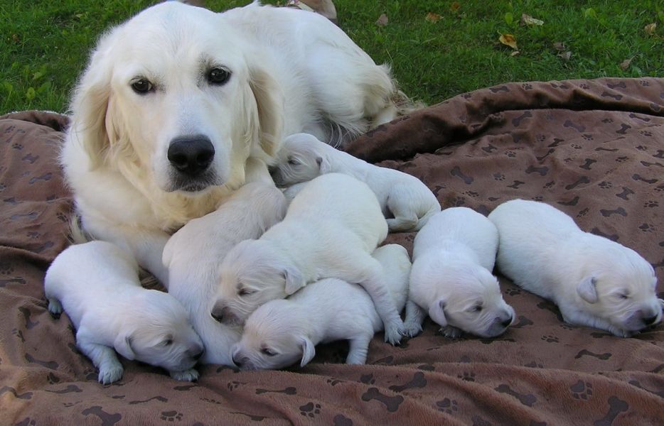 regalo cuccioli di Golden retriver disponibili per l'adozione