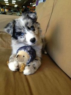 Cuccioli di AUSTRALIANO PASTORE  per adozione ( regalo  )