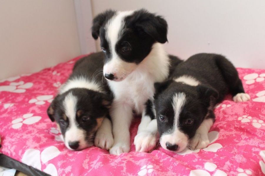 Regalo Border Collie cuccioli tutti miei nati in casa da genitori sempre di mia propriet� e tranquil