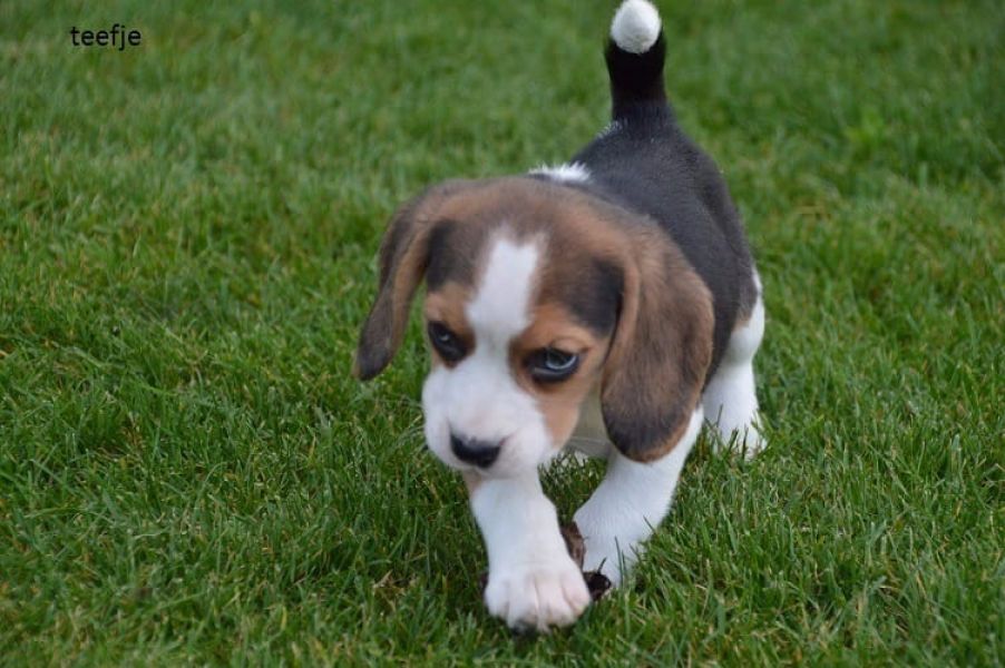 Cuccioli di beagle  ( Gratis )