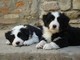 Cuccioli di Border Collie Maschietti e Femminucce.   cuccioli di Border Collie Maschietti e Femminuc