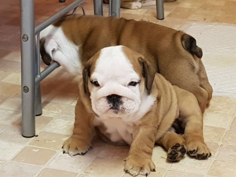 Regalo Bulldog inglese cuccioli disponibili