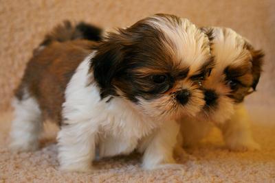 Adorabili cuccioli di shih tzu
