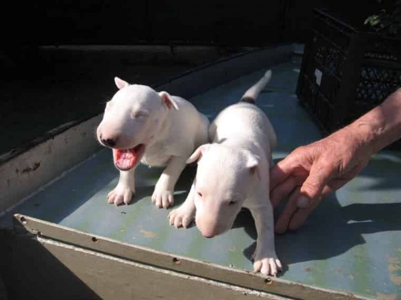 adorabili cuccioli di bull terrier femminucce e maschietti disponibili per l'adozione