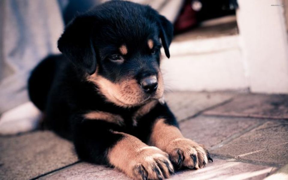REGALO Cuccioli Rottweiller Disponibili  Abbiamo cuccioli rottweiller freschi disponibili tra l'8 e 