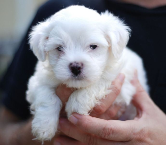 Adorabili cuccioli maltesi eccezionali