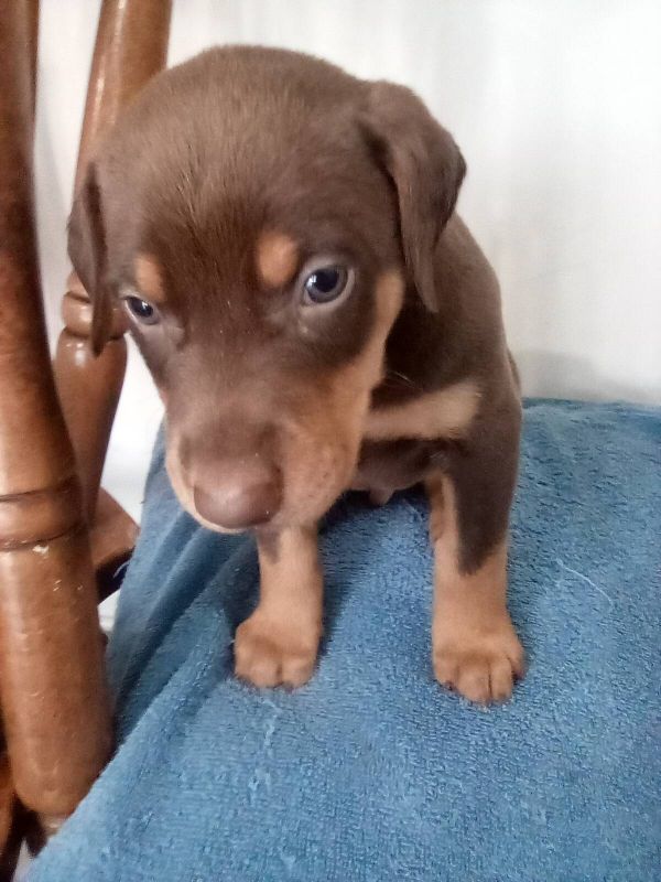 Regalo cuccioli di doberman Pinscher disponibili. 