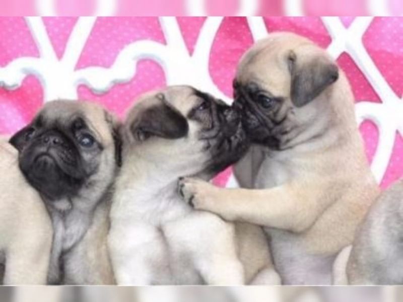Adorabile cuccioli di carlino disponibili