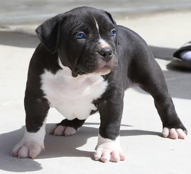 Regalo Cuccioli di Pitbull