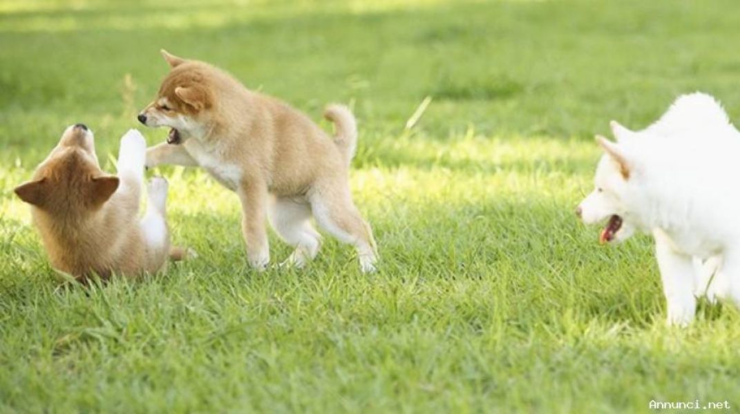 Cucciolo cuccioli shiba inu pedigree