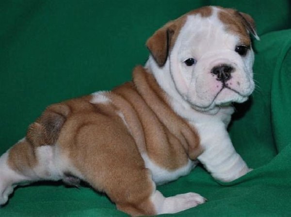  regalo cuccioli di bulldog inglese disponibili per l'adozione