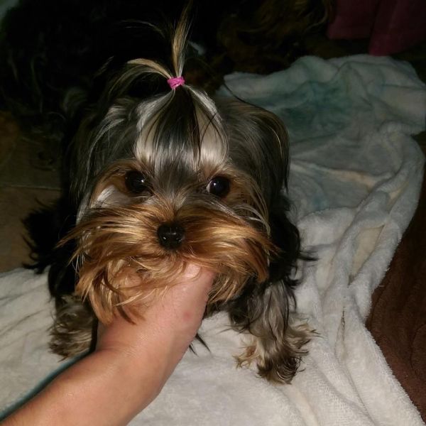  cuccioli di YORKSHIRE  per adozione ( maschio e femmina )