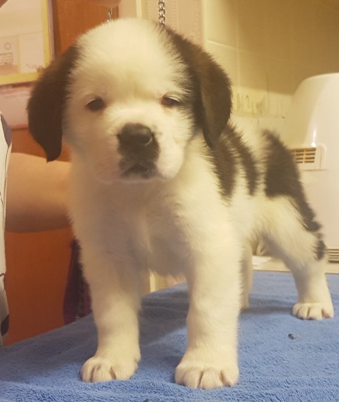 Regalo adorabili cuccioli san bernardo femminucce e maschietti disponibili