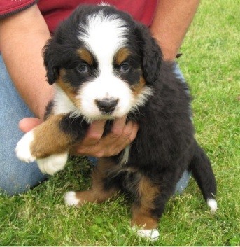 Abbiamo cuccioli di Bovaro Bernese