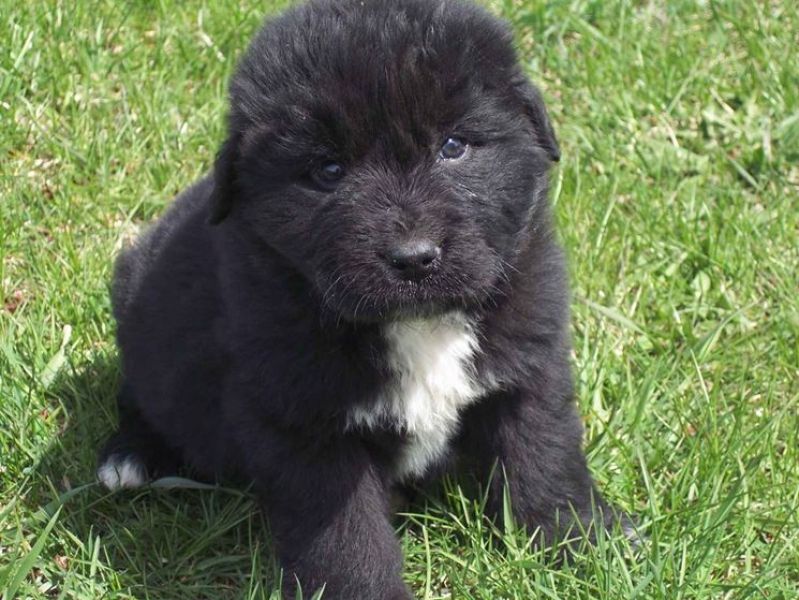 Adorabili cuccioli di Terranova femminucce e maschietti disponibili per l'adozione