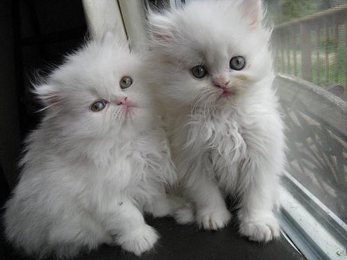 Adorabili gattini persiani