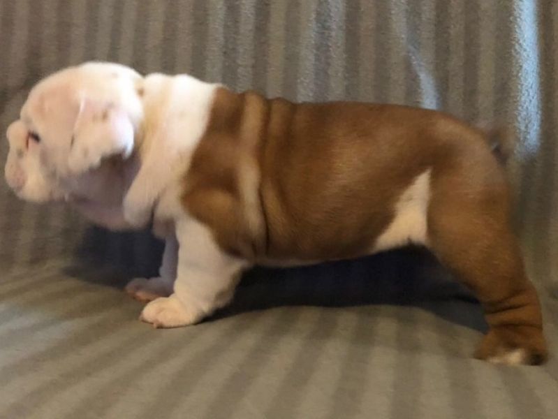 Regalo Bulldog inglese cuccioli disponibili