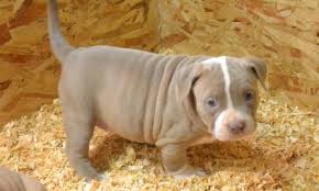 Adorabili cuccioli di pitbull femminucce e maschietti disponibili per l'adozione cuccioli sono vacci