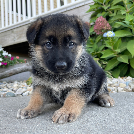 REGALO Cuccioli pastore tedesco