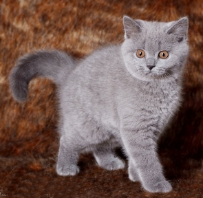 Gatti razza British Shorthair,
