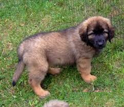 Leonberger cuccioli disponibile per l'adozione