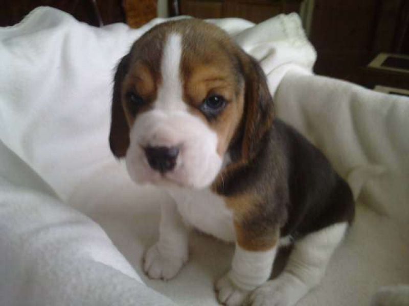 Abbiamo disponibili cuccioli di Beagle Maschi e Femmine