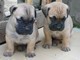 Bellissima cucciolata di bullmastiff  bellissima cucciolata di bullmastiff