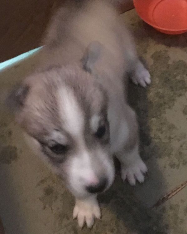 Cuccioli di Husky siberiano