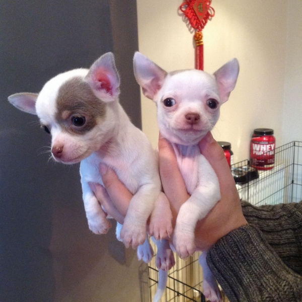 Regalo cuccioli di chihuahua Mini toy