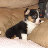 Cuccioli di pembroke gallese corgi
