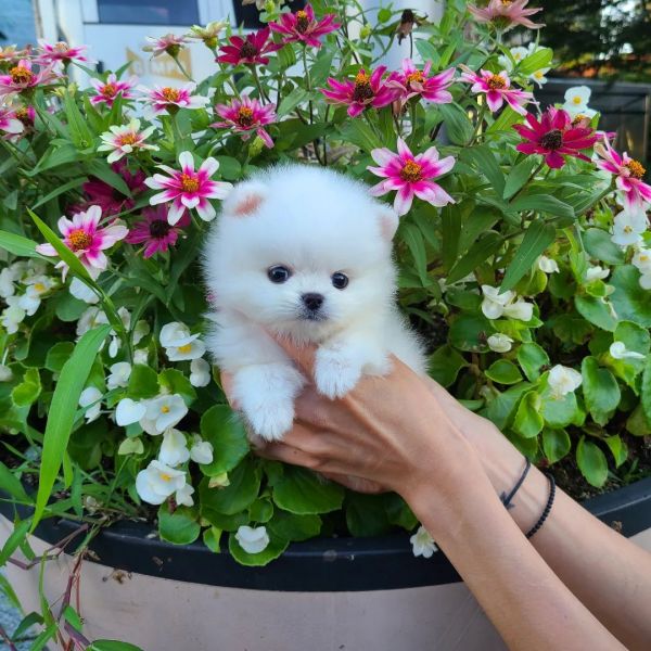Regalo cuccioli dolci di volpini di pomerania