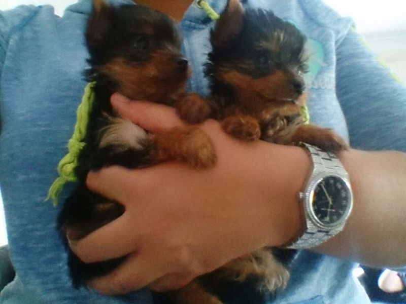 Regalo  cuccioli Yorkshire Terrier Toy