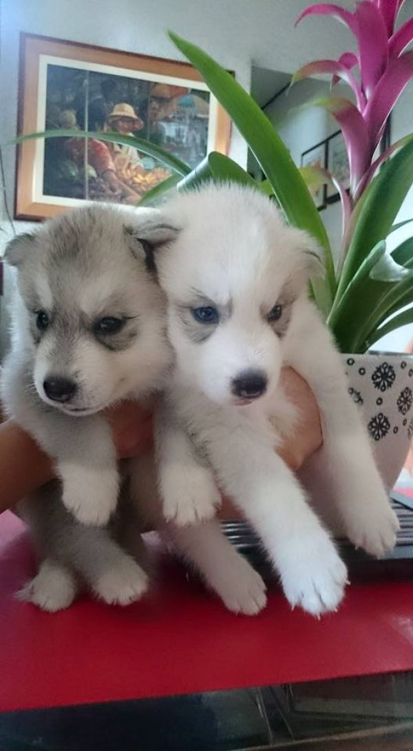  cuccioli di Sibarian husky  ( per regalo )