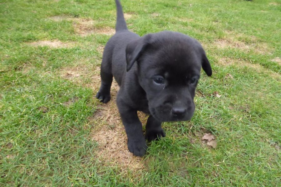  cuccioli di labrador  per adozione ( maschio e femmina )