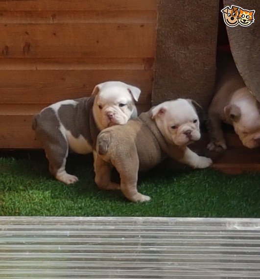 Regalo Bulldog inglese cuccioli disponibili