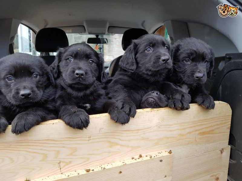 Regalo cuccioli di TERRANOVA
