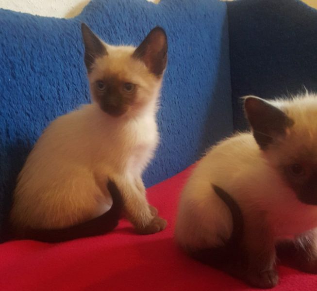 Siamese kitten  per adozione ( regalo  )