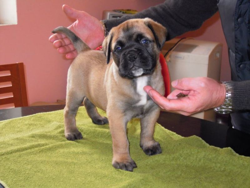  REGALO Fantastico Cuccioli BULL MASTIFF per regalo  Regalo bull mastiff maschio 3 mesi e mezzo, non