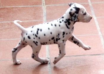 Adorabili cuccioli di dalmata femminucce e maschietti disponibili per l'adozione