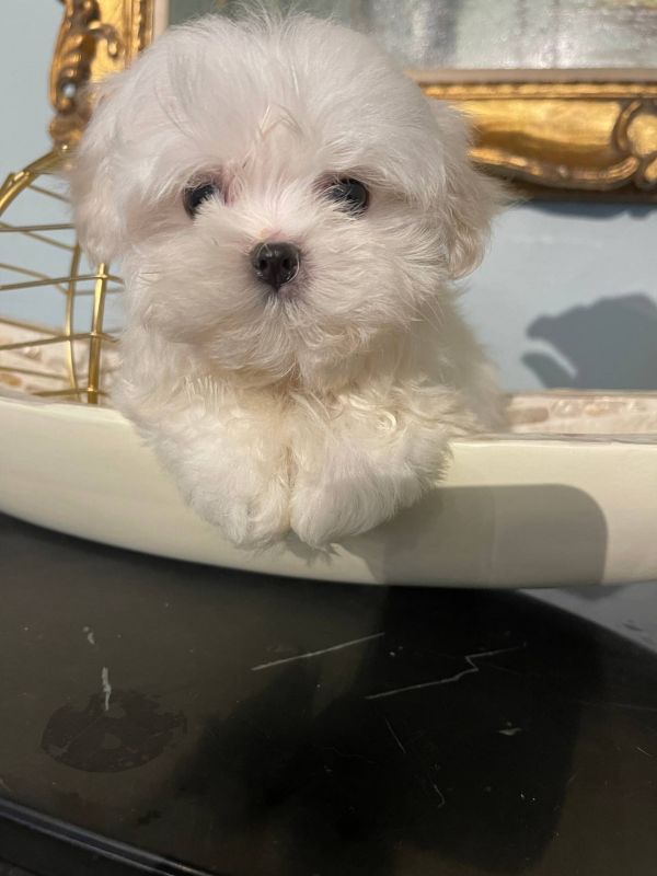 Cuccioli Di Maltese Toy E-MAIL  (marieiris783@gmail.com)